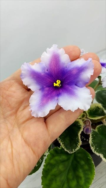 Фиалка РС-Успех