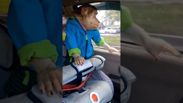 Обезьянка Люся на прогулке, осень. #fypシ #monkey #stylishmonkeys #funny #love