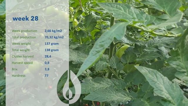 Xandor Lighted week 28 смотреть онлайн