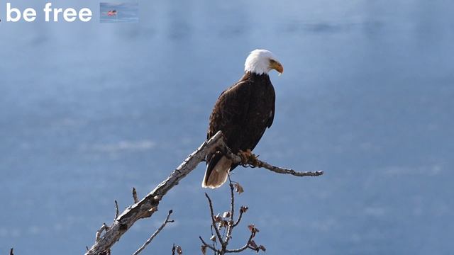 freedom смотреть онлайн