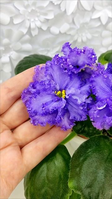 Фиалка БР-Маленькое Счастье