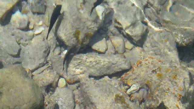 Видео моря в отеле Siva Sharm Resort Spa смотреть онлайн