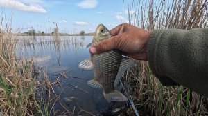 Рыбалка в камышах на карася тут рыбалка есть, дикарь радует