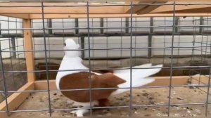 Краснодарские бойные бокатые голуби.