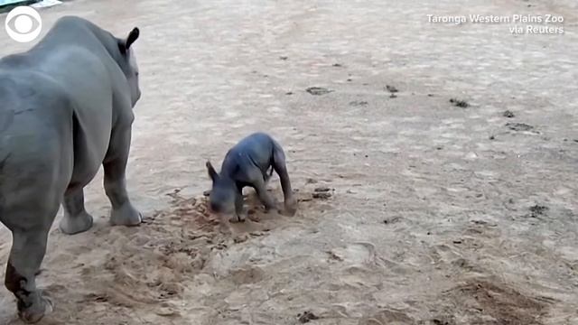 WEB EXTRA: Newborn Black Rhino Calf Takes First Steps смотреть онлайн