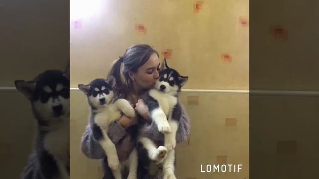 Детки и Хаси!!! смотреть онлайн