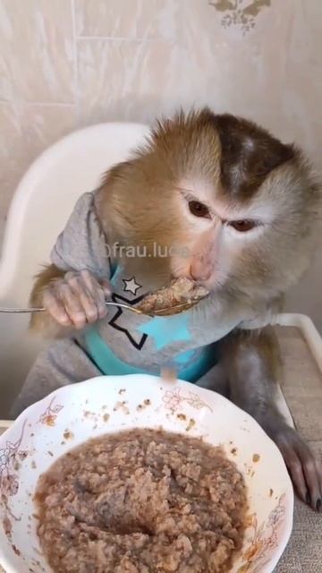 кушает обезьянка #shorts #обезьяна #животные смотреть онлайн