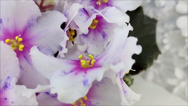 Фиалка Dn-Love Time