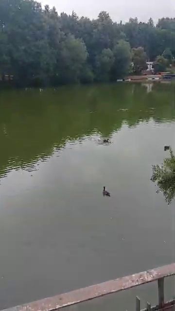 отдых # Ершово##утки#вода#интерес #домотдыха смотреть онлайн