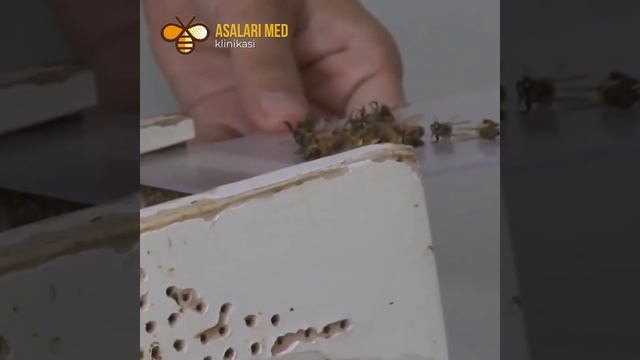 Хитойда асалари билан даволаш. #saidatabib #bahodirtabib #asalari #china