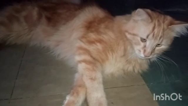 Кот Пират умеет давать лапу! The cat Pirate knows how to give a paw! смотреть онлайн