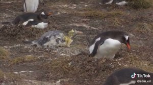 Как пингвин сел и накакал