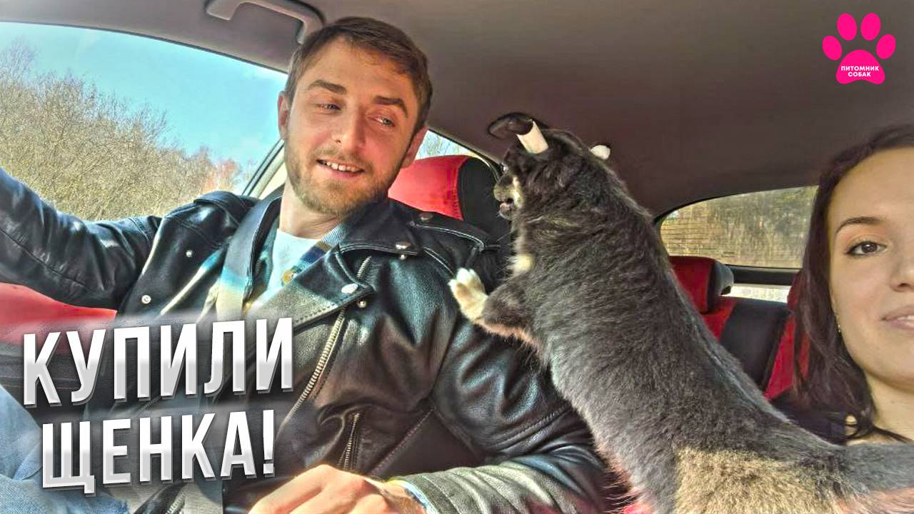 Люди впервые видят своих НОВЫХ СОБАК! Встреча щенков чихуахуа! Приезд щенков в новые семьи. смотреть онлайн