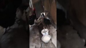 Новый петух для кур, но куры снова не принимают петуха!!