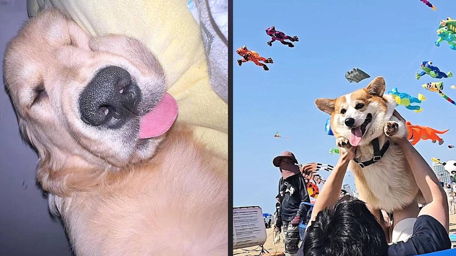 Собаки, которые забыли, что они собаки! смотреть онлайн