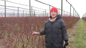 Как устроена промышленная плантация голубики