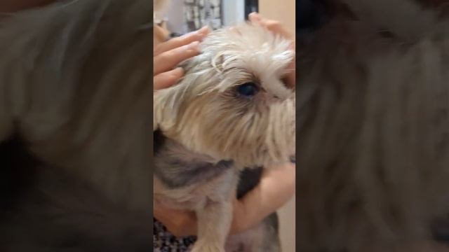 Знакомство уличного котёнка и собаки 3 #Кошка #Cat Named Cat