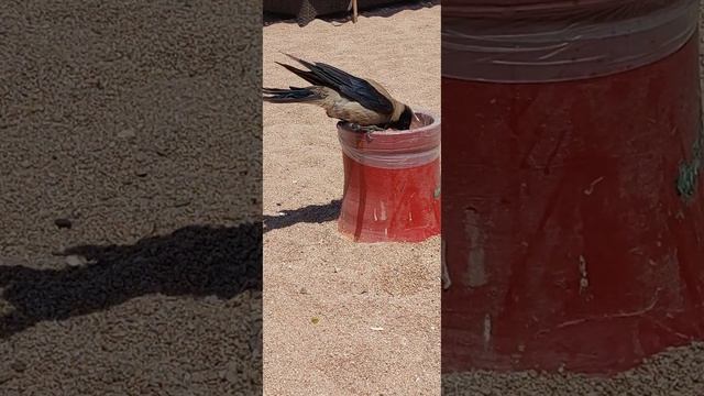 Ворона на пляже отеля Barcelo Tiran Sharm 5*/Шарм-эль-Шейх/Египет 2024 смотреть онлайн
