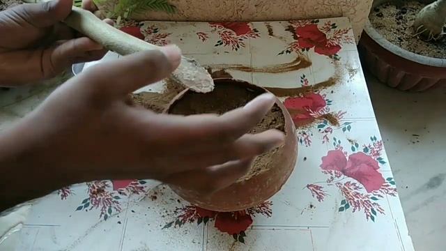 ऐसे लगाएं गुलमोहर की कटिंग को। Grow gulmohar (Delonix regia) from cutting / with update. смотреть онлайн