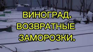 ВИНОГРАД. ЯРОСЛАВЛЬ. ВОЗВРАТНЫЕ ЗАМОРОЗКИ.