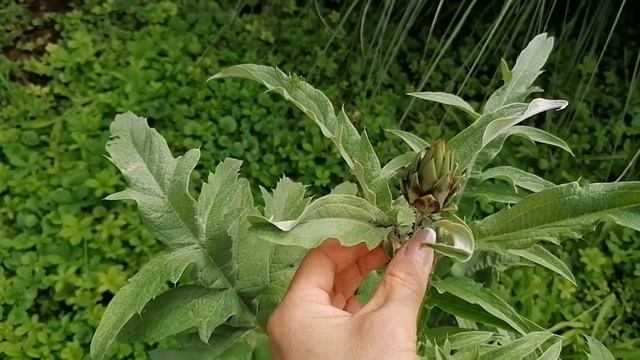 Vlog🇰🇿🇩🇪заготовки на зиму/Готовим в казане/салат из баклажан/07.08.24#влог#готовимвказане#лето#еда смотреть онлайн