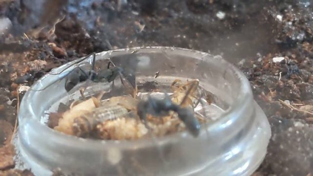 Neoponera apicalis: Jungköniginnen nun auch bei ihnen смотреть онлайн