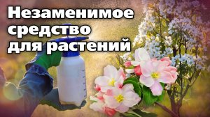 Как поддержать растения после возвратных заморозков. Надежное средство