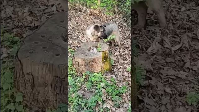 🐶 смотреть онлайн