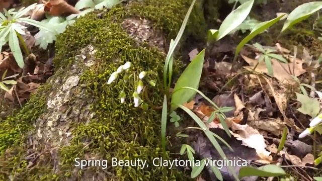 Take A Hike! - Kendrick Woods Trillium Hill смотреть онлайн