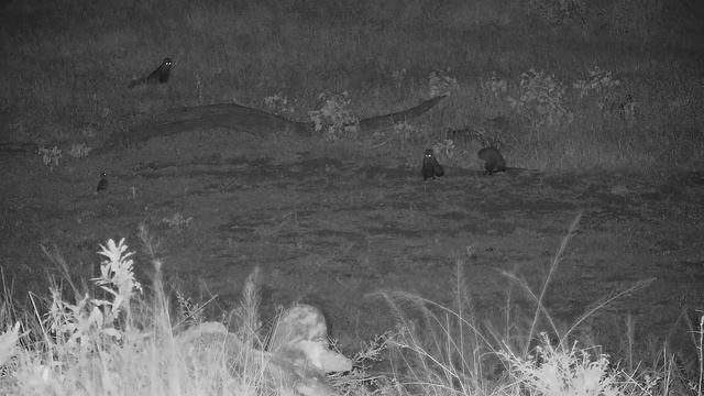 Djuma: White-tailed Mongoose family of three - 03:16 - 02/25/2022 смотреть онлайн