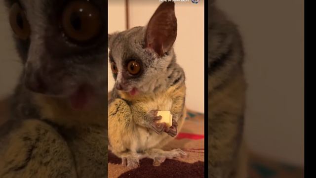 Senegal Bushbaby || Wild Animal