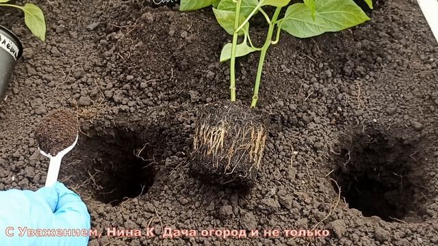 В ЛУНКУ перед высадкой ПЕРЦА сладкого ДОБАВЛЯЮ ЭТО! ПЕРЕЦ РАСТЕТ С КУЛАК! Что добавить под перец смотреть онлайн