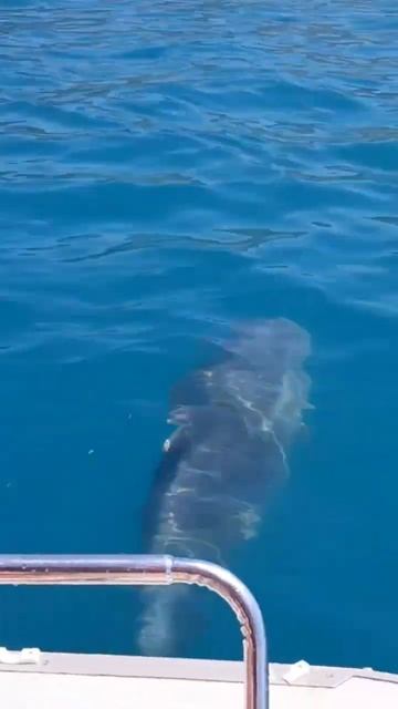 Афалины соревнуются с катамараном в Чёрном море смотреть онлайн