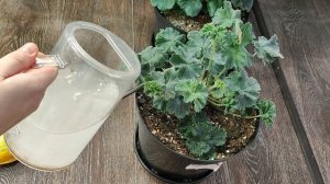 Подкорми так Герань Сейчас, чтобы в мае наслаждаться цветением