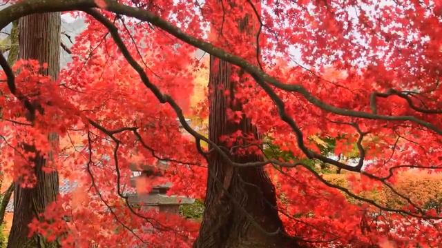 Спокойная музыка для сна и отдыха смотреть онлайн