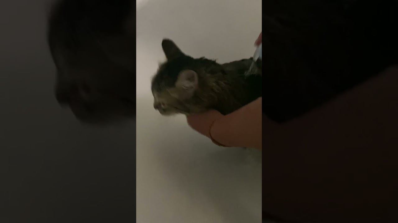 Замочила кота