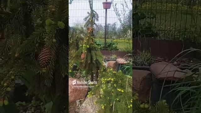 #дача #камнеломки#очитки#весна🌼🍀 Музыка_ SweetМузыкант_ LiQWYDURL_ https___www.soundcloud.com_liqw смотреть онлайн