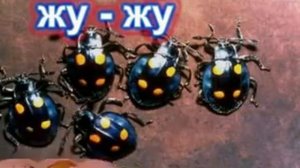 Логопедическая распевка Жуки