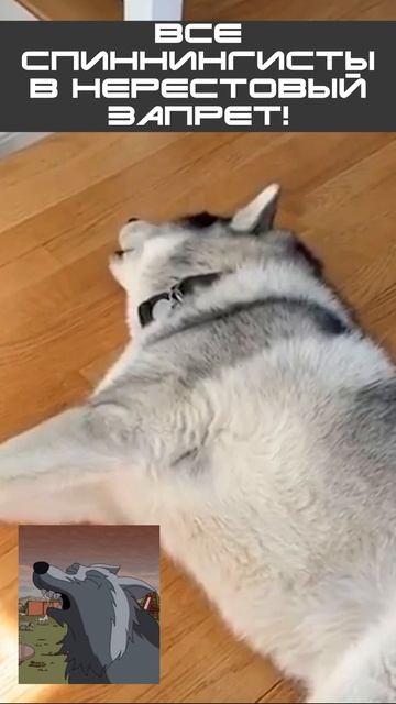 Все рыбаки в нерестовый запрет!🤣🐟🚨 #юмор #ЗаконСуровНоЭтоНеТочно #рыбалка смотреть онлайн