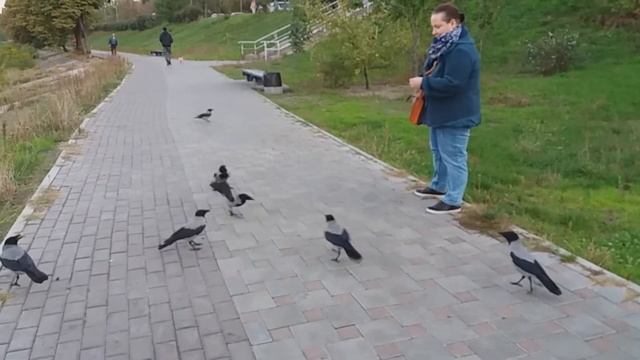 19.10.2020. Киев. Воробьи и вороны смотреть онлайн