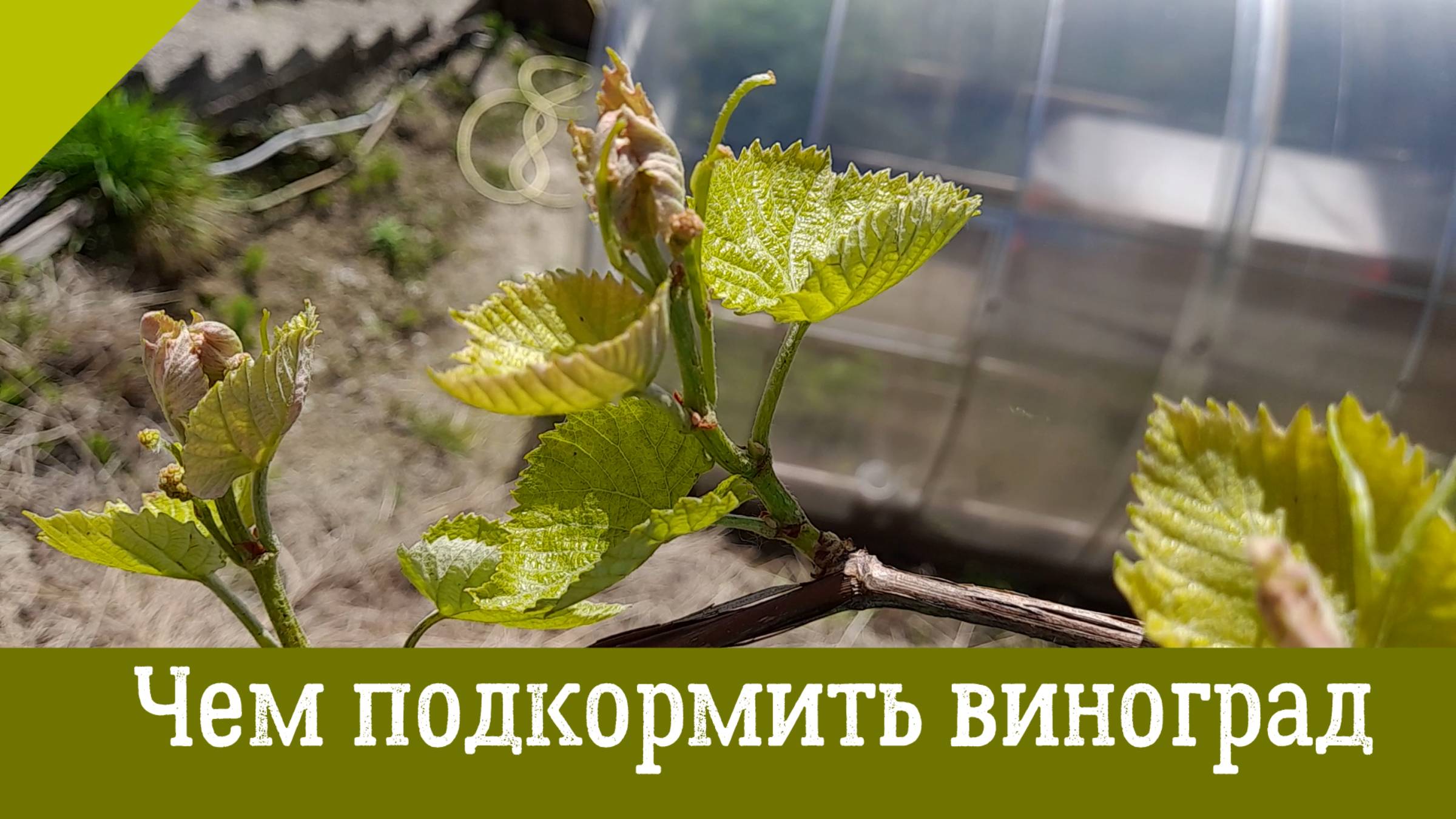 Первая весенняя ПОДКОРМКА ВИНОГРАДА. Когда, как и чем подкормить виноград весной. смотреть онлайн