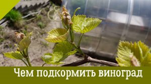 Первая весенняя ПОДКОРМКА ВИНОГРАДА. Когда, как и чем подкормить виноград весной.
