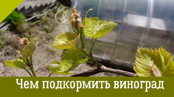 Первая весенняя ПОДКОРМКА ВИНОГРАДА. Когда, как и чем подкормить виноград весной.