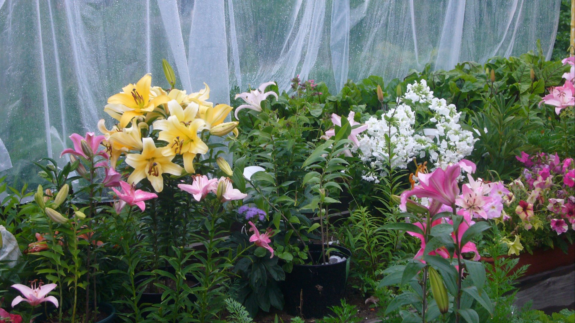 2033. А сегодня совмещенные посевы.