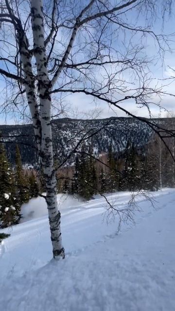 #шерегеш тур с 🤟🏻 гидом, катали потрясающий маршрут 🫶🏼 #горныелыжи #сноуборд #спорт смотреть онлайн