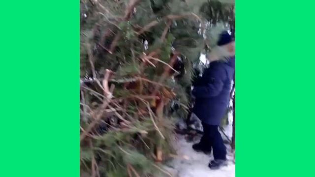 Санаторий "Мать и дитя" обнаружили шалаш.#дети2024#смоленск смотреть онлайн