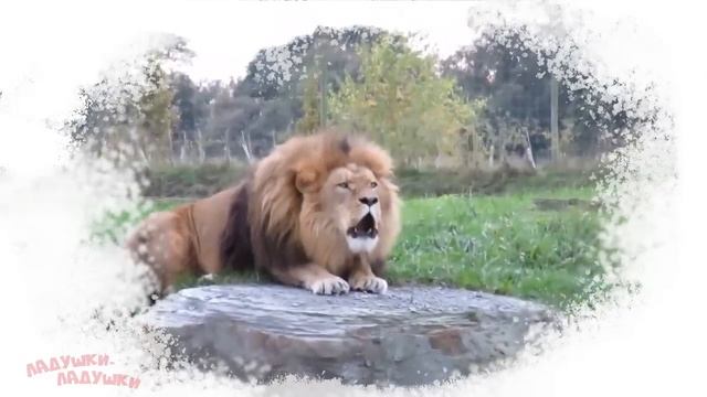 ЗВУКИ ЖИВОТНЫХ !ДЛЯ ДЕТЕЙ УЧИМСЯ СЛУШАТЬ!!! смотреть онлайн