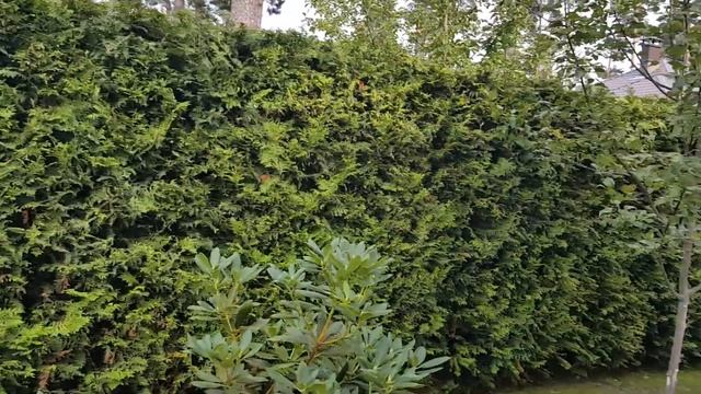 Dzīvžoga apgriešana tālr.: 28297777 www.apgriesana.lv смотреть онлайн