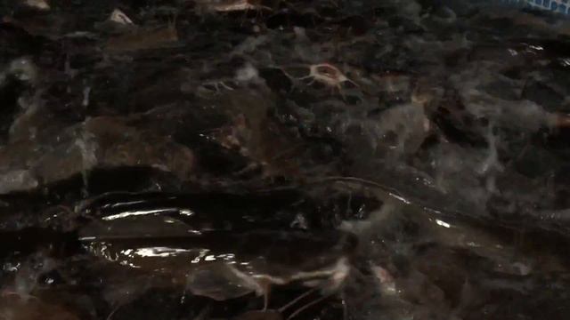Клариевый африканский сом смотреть онлайн