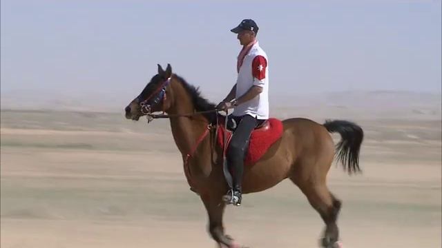 Телеканал "Домашние животные" - Чистокровные скакуны Иордании смотреть онлайн
